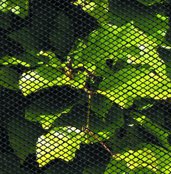Hyönteisverkko, musta muovi, 120 cm x 2,5 m